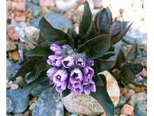 ��������� �����������.jpg