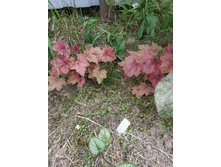 �������� ����