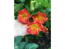 ������ - 300 ���.