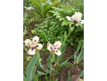 ����  ���������� ���� ������ �� (Tickety Boo)