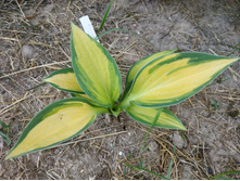 ����� ��������