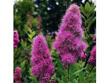 ������ ������� ��������