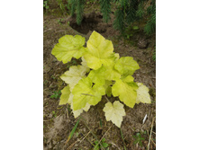 ���� �����