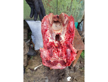 ������ �������