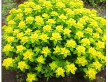 IMG 20200601 160153.jpg