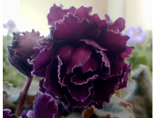 ���-������� �����������.jpg