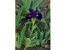 ���� ���������� ��� ���� � ���� (Wish Upon A Star)