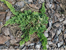 ���-� ������ ������