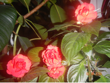 DSCN4688.JPG