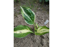 �������� ���� ����