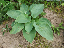 ��������, ������� ��, ����