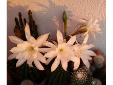 Echinopsis subdenudata