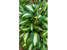 IMG 20200729 080737.jpg