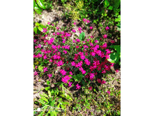 �������� ��������