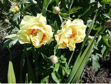 IMG 20200624 171442.jpg