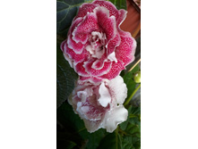 �� ������� � �����������