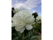 IMG 20200630 135734.jpg