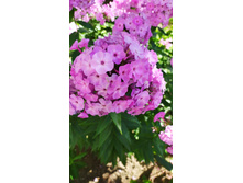 IMG 20200727 090950.jpg