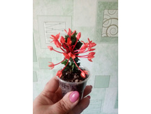 Ixora Hindu Rope (orange flower)