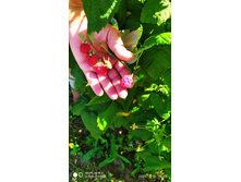 IMG 20200718 140935.jpg