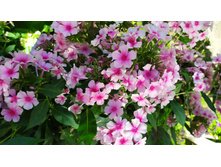 IMG 20200727 091000.jpg