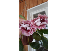 �� ������