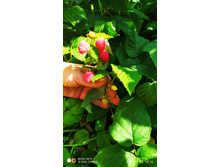 IMG 20200718 141025.jpg