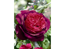 ���� �������� ������� ��� ���������� �2