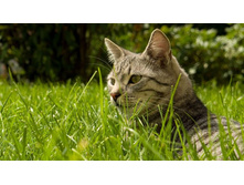 ��� � ������� �����