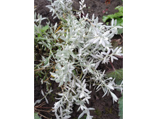 ������� ���������. 50�.