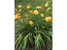 ������ ��������