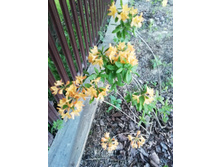 IMG 20200614 205201.jpg