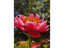 IMG 20200624 095829.jpg