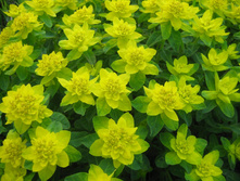 ������� ��������������