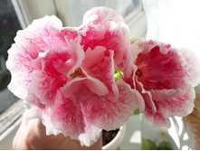 �� �������