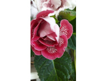 ��������� �������