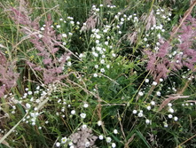 IMG 20200716 190114.jpg