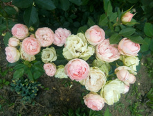 IMG 20200718 150635.jpg