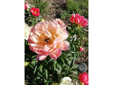 IMG 20200624 171312.jpg