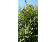 IMG 20200712 135955.jpg