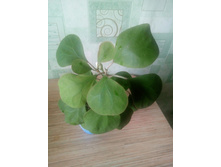 Ficus  deltoidea golden leaves.