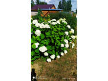 IMG 20200718 141414.jpg