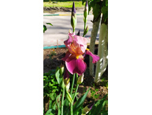 IMG 20200612 152306.jpg