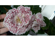 �� �����