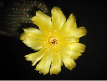 Lobivia aurea