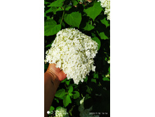 IMG 20200718 141440.jpg