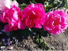 IMG 20200624 171324.jpg