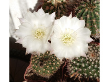 Echinopsis ancistrophora VG-635