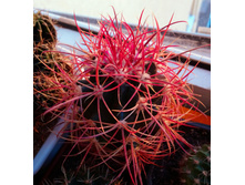 Ferocactus sp.