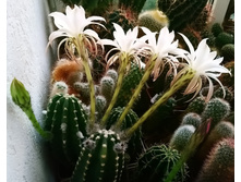 Echinopsis subdenudata